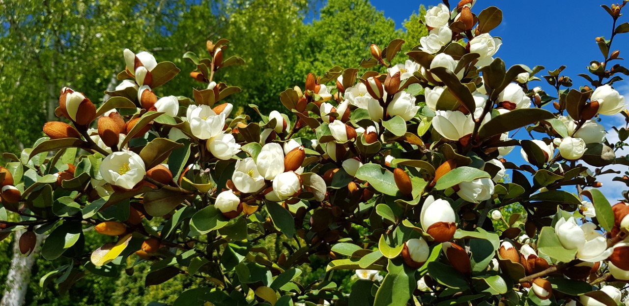 M. laevifolia 'Gail's Favourite'